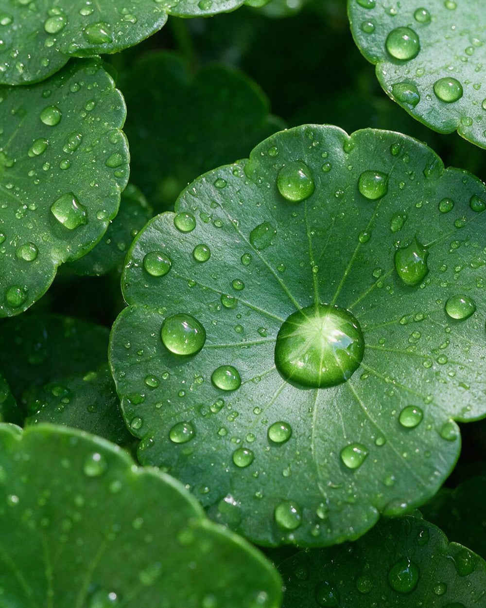 CENTELLA ASIATICA