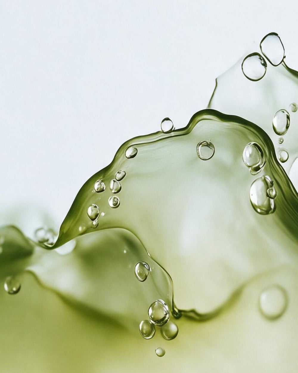 GREEN TEA EXTRACT