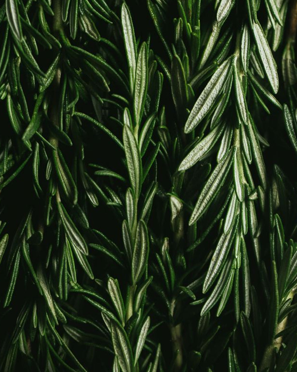 ROSEMARY OIL