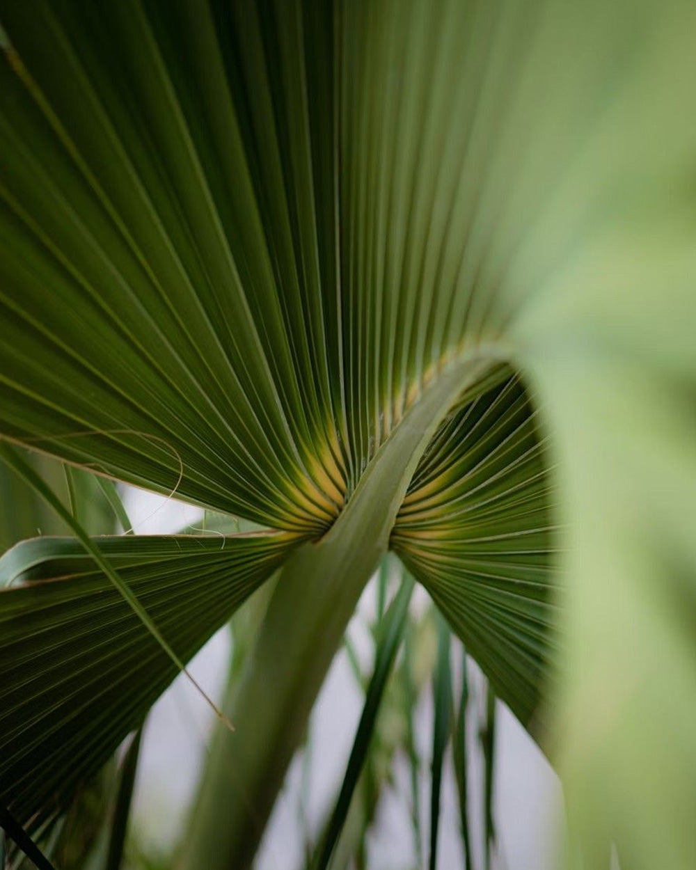 SAW PALMETTO