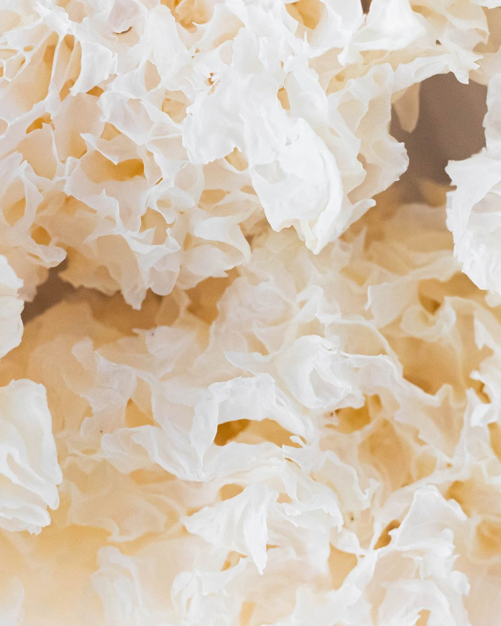 TREMELLA MUSHROOM